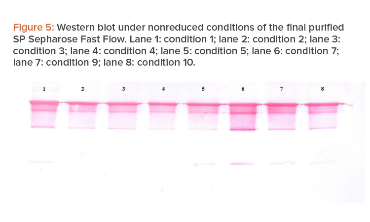 Figure 5: Western blot under nonreduced conditions of the fi nal purified SP Sepharose Fast Flow.