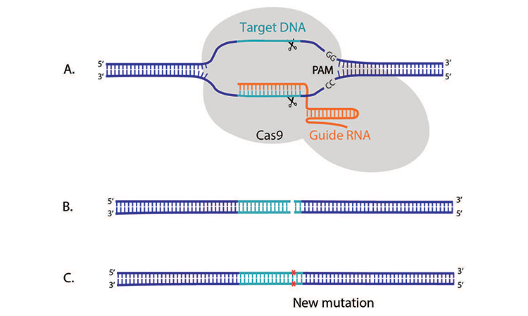 The CRISPR/Cas9 system 