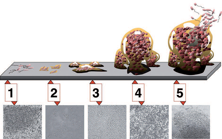 Generalized biofilm formation