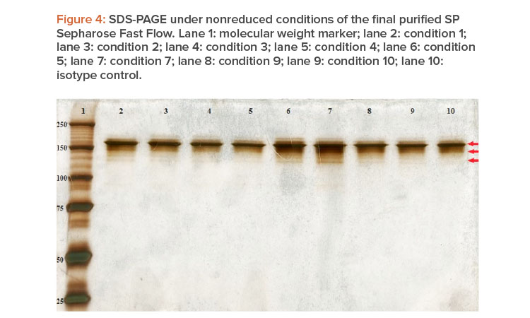 Figure 4: SDS-PAGE under nonreduced conditions of the final purified SP Sepharose Fast Flow. 
