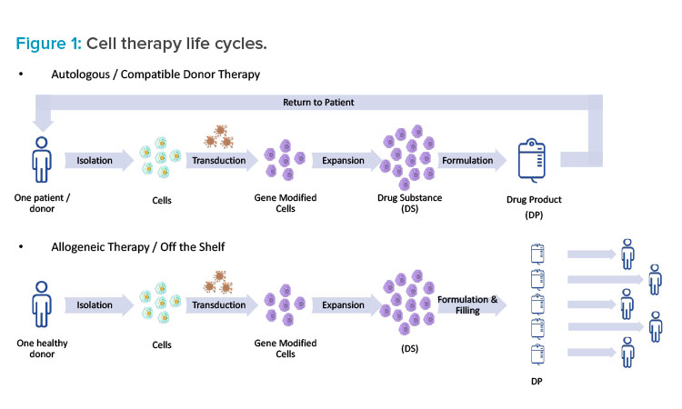 Figure 1: Cell therapy life cycles.