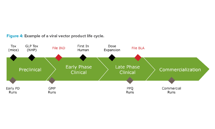 Figure 4: Example of a viral vector product life cycle.