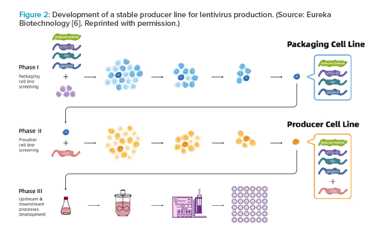 Figure 2: Development of a stable producer line for lentivirus production. (Source: Eureka Biotechnology [6]. Reprinted with permission.)