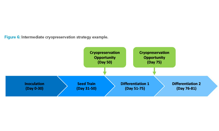 Figure 6: Intermediate cryopreservation strategy example.
