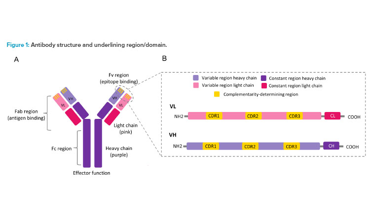 Figure 1: Antibody structure and underlining region/domain.