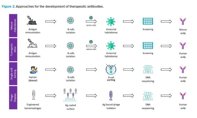 Figure 2: Approaches for the development of therapeutic antibodies.