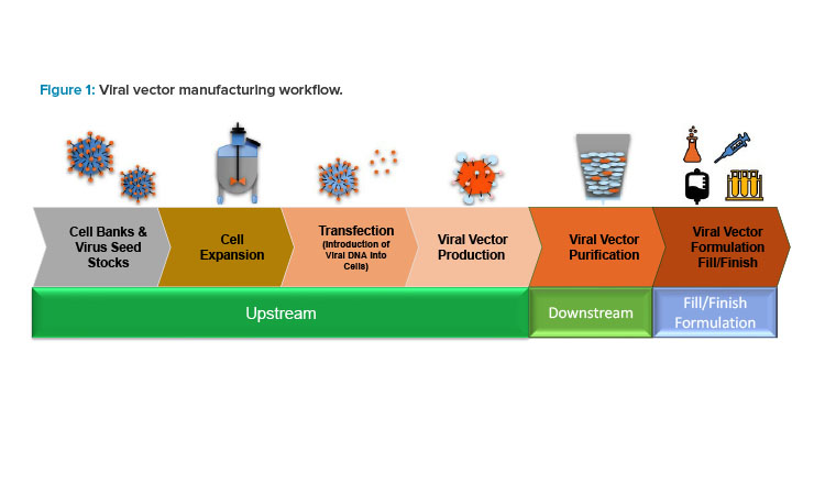 Figure 1: Viral vector manufacturing workflow.