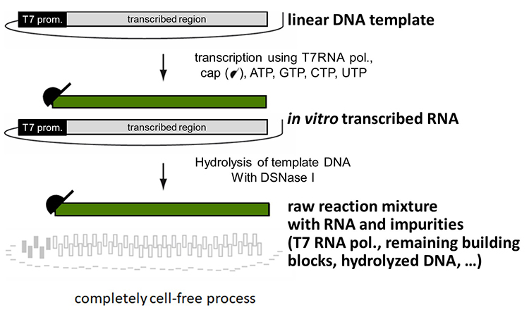 Production of mRNA-based therapeutics:  in vitro transcription