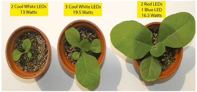 N. tabacum plants grown under different lighting conditions - iBio
